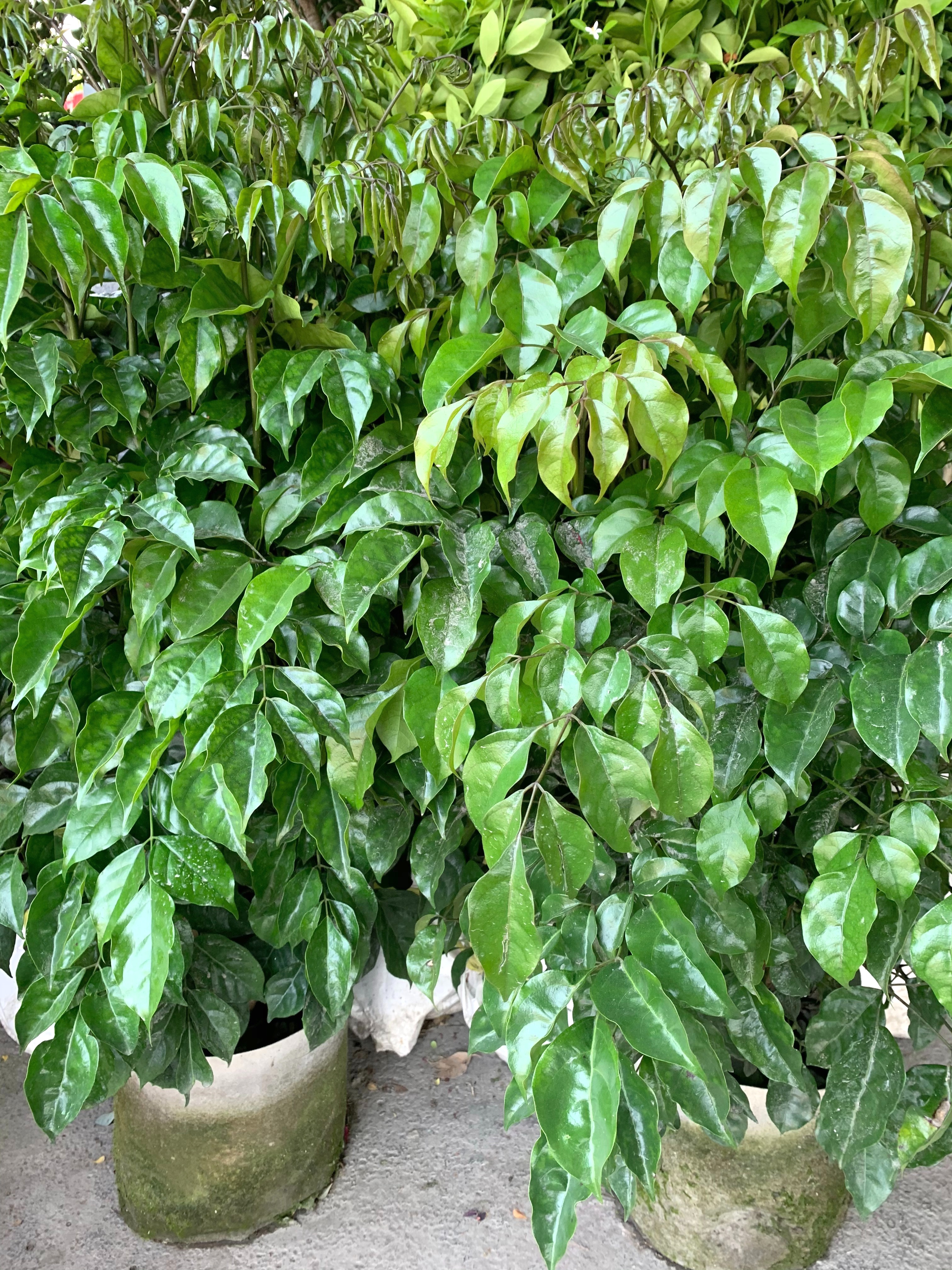 發財樹，旺旺樹