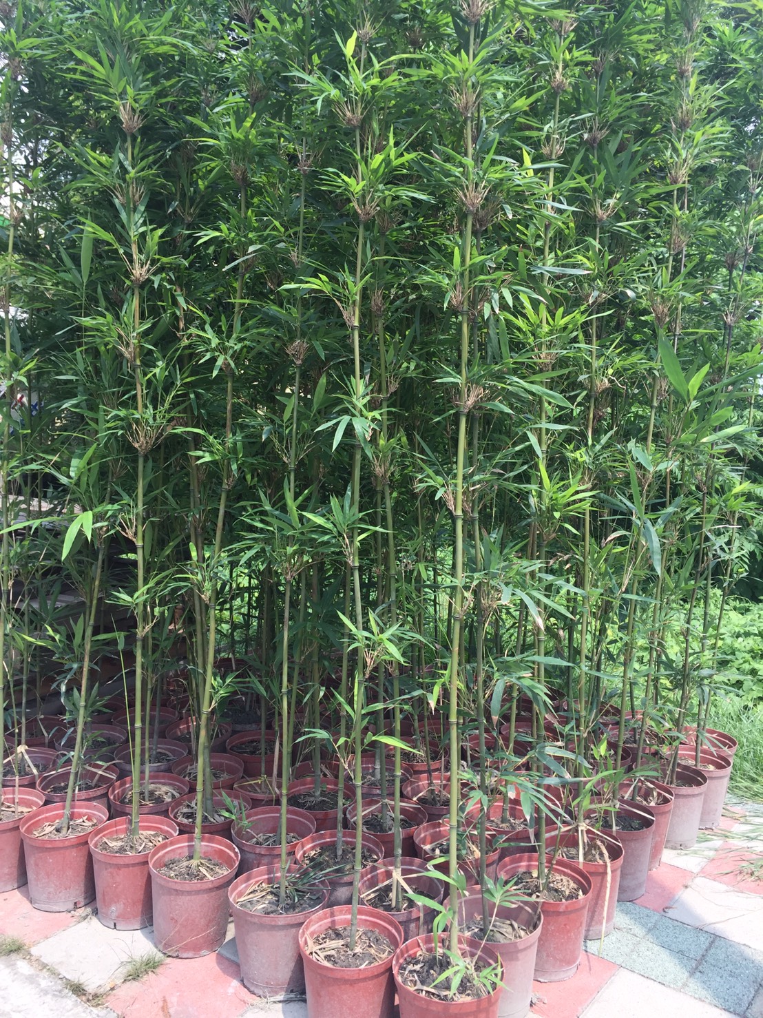 各種竹（唐竹）