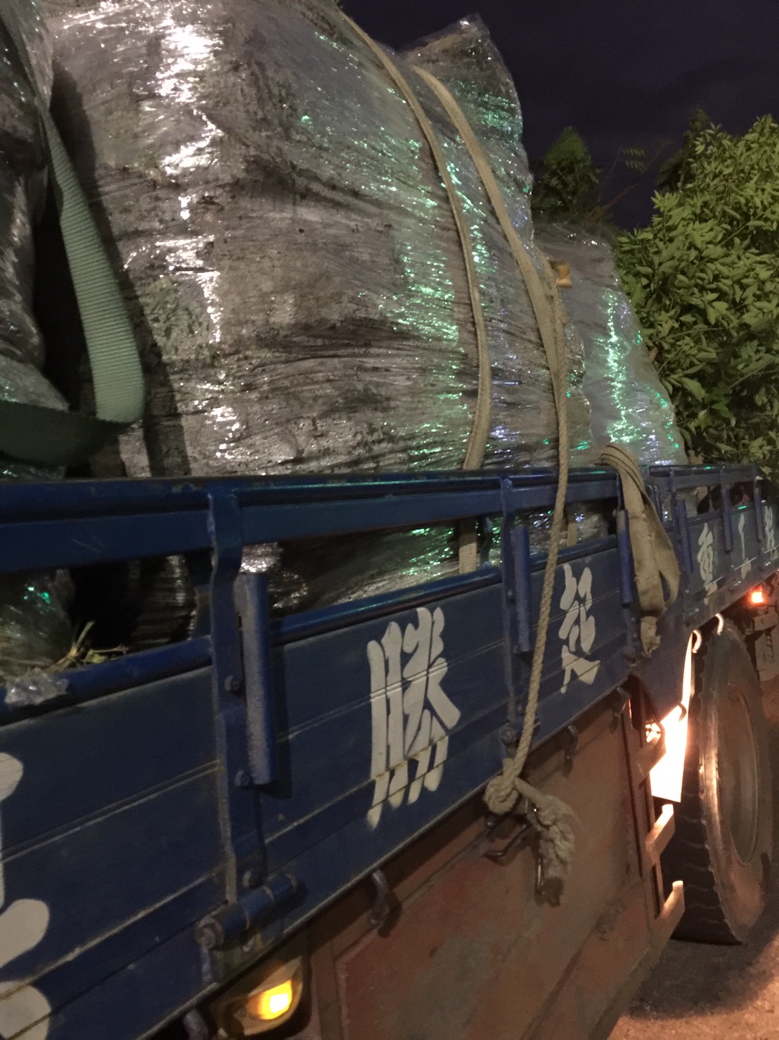 草皮與玉桂，肉桂樹。