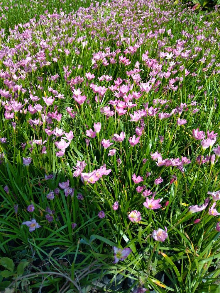 小韭蘭，風雨蘭