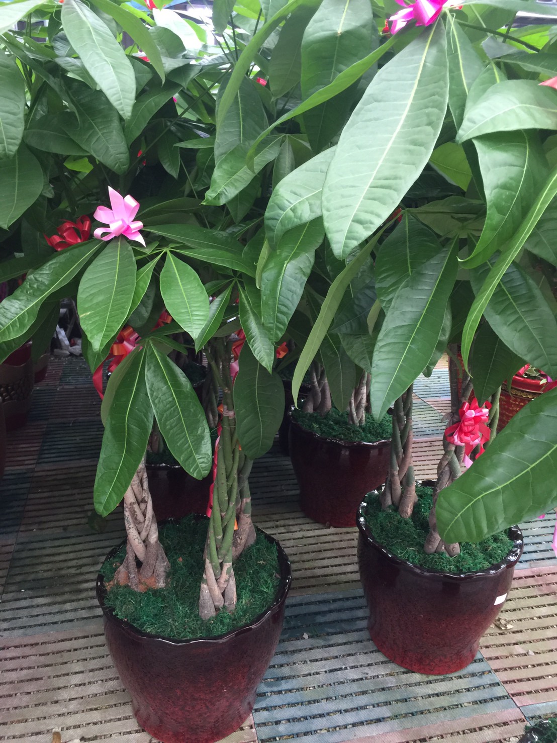 馬拉巴粒（發財樹）