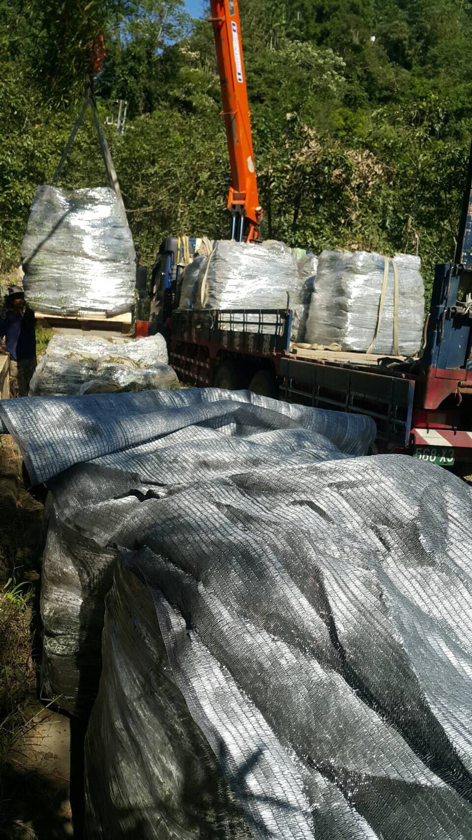 各種類品草皮，草皮草子，種子