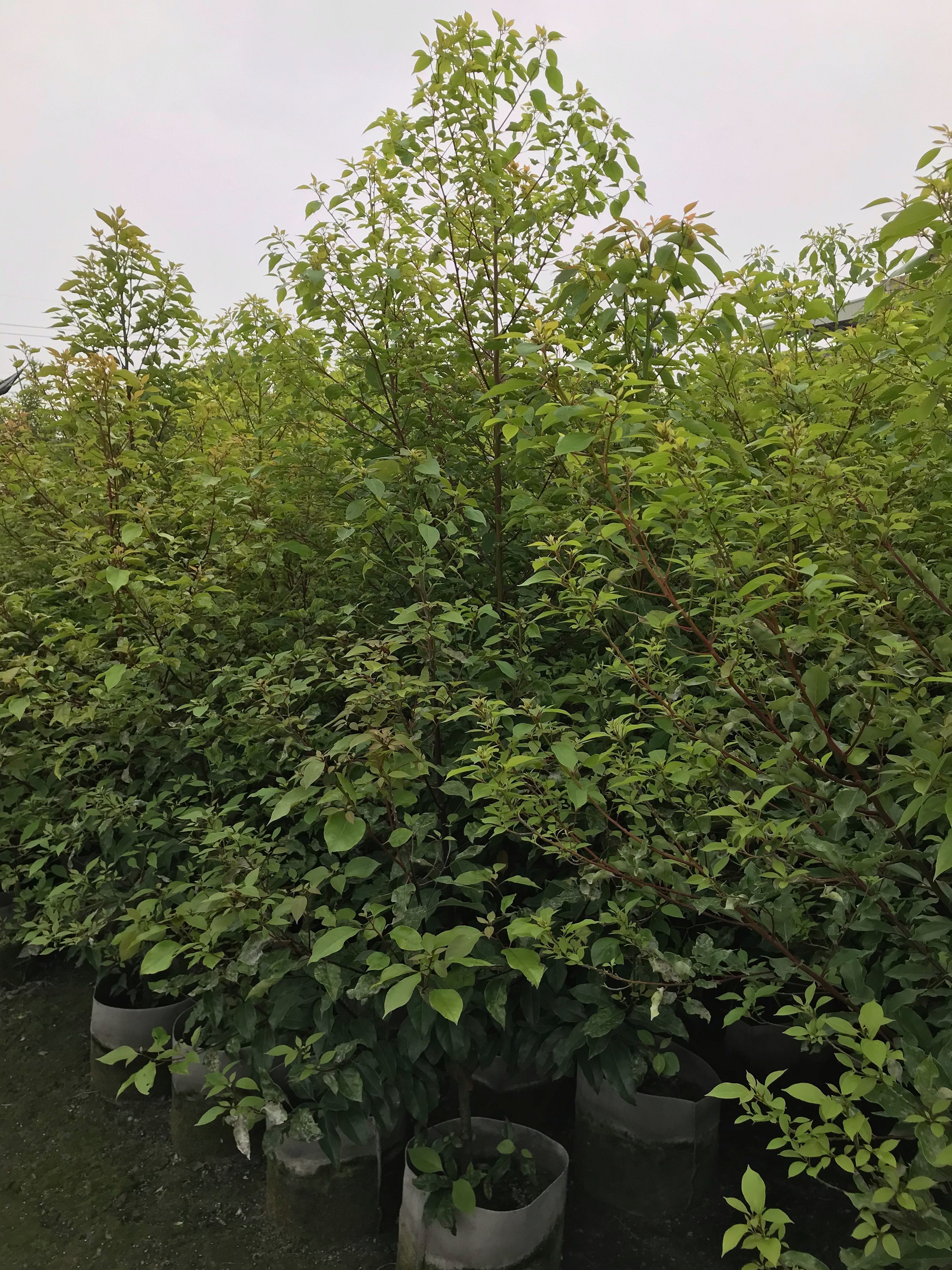 樟樹苗批發買賣