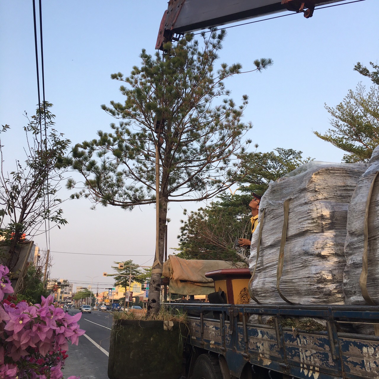 五葉松與巴西地毯草