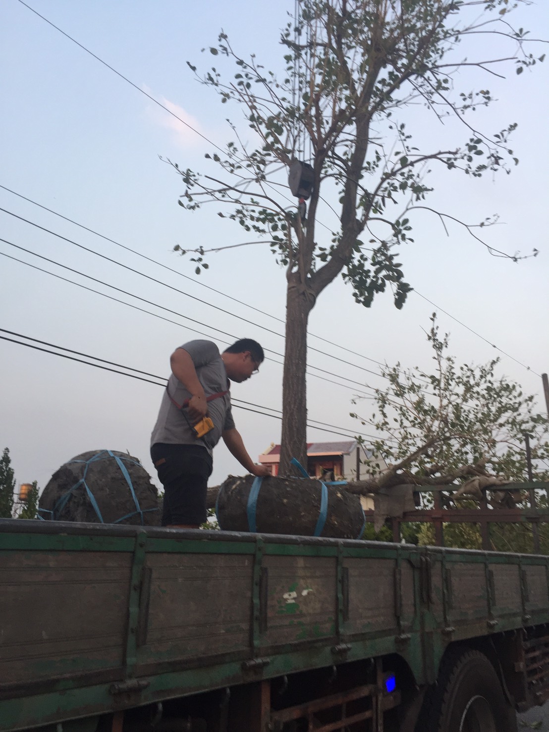 黃金，黃花風鈴木。