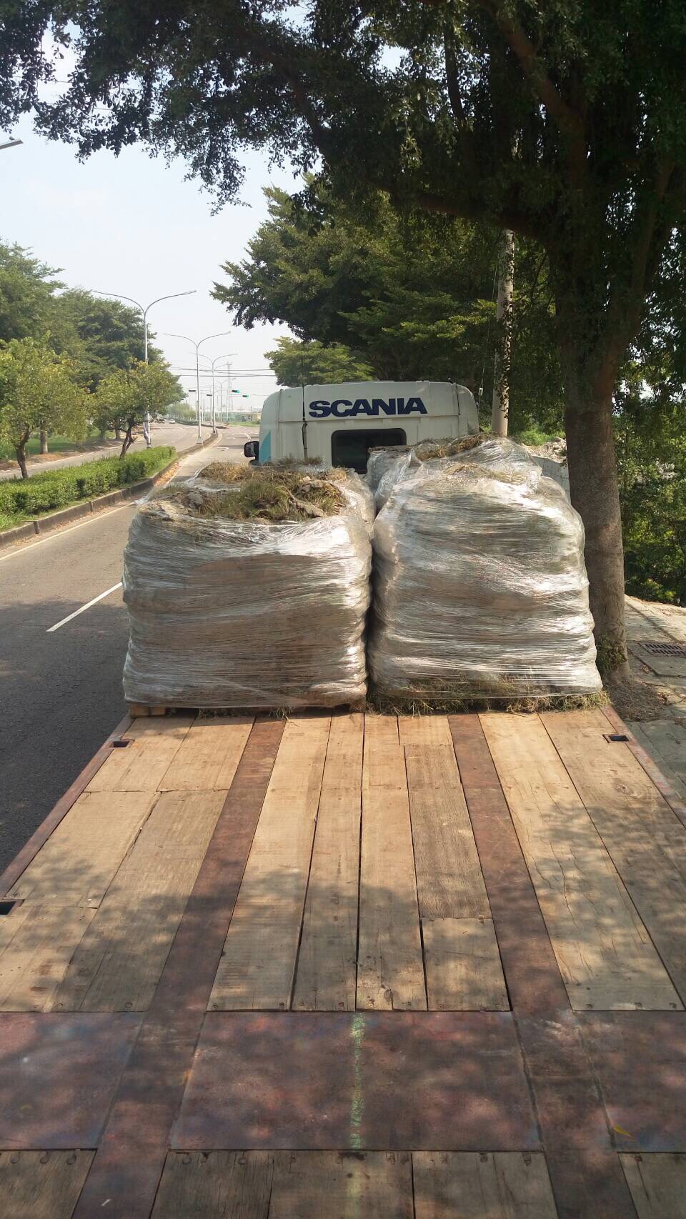 田尾草皮大批發