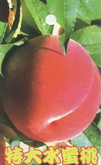 特大水蜜桃