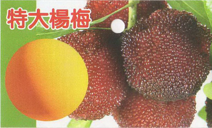 特大楊梅
