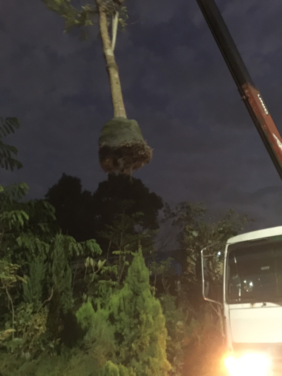 茄苳樹，鳳凰木樹