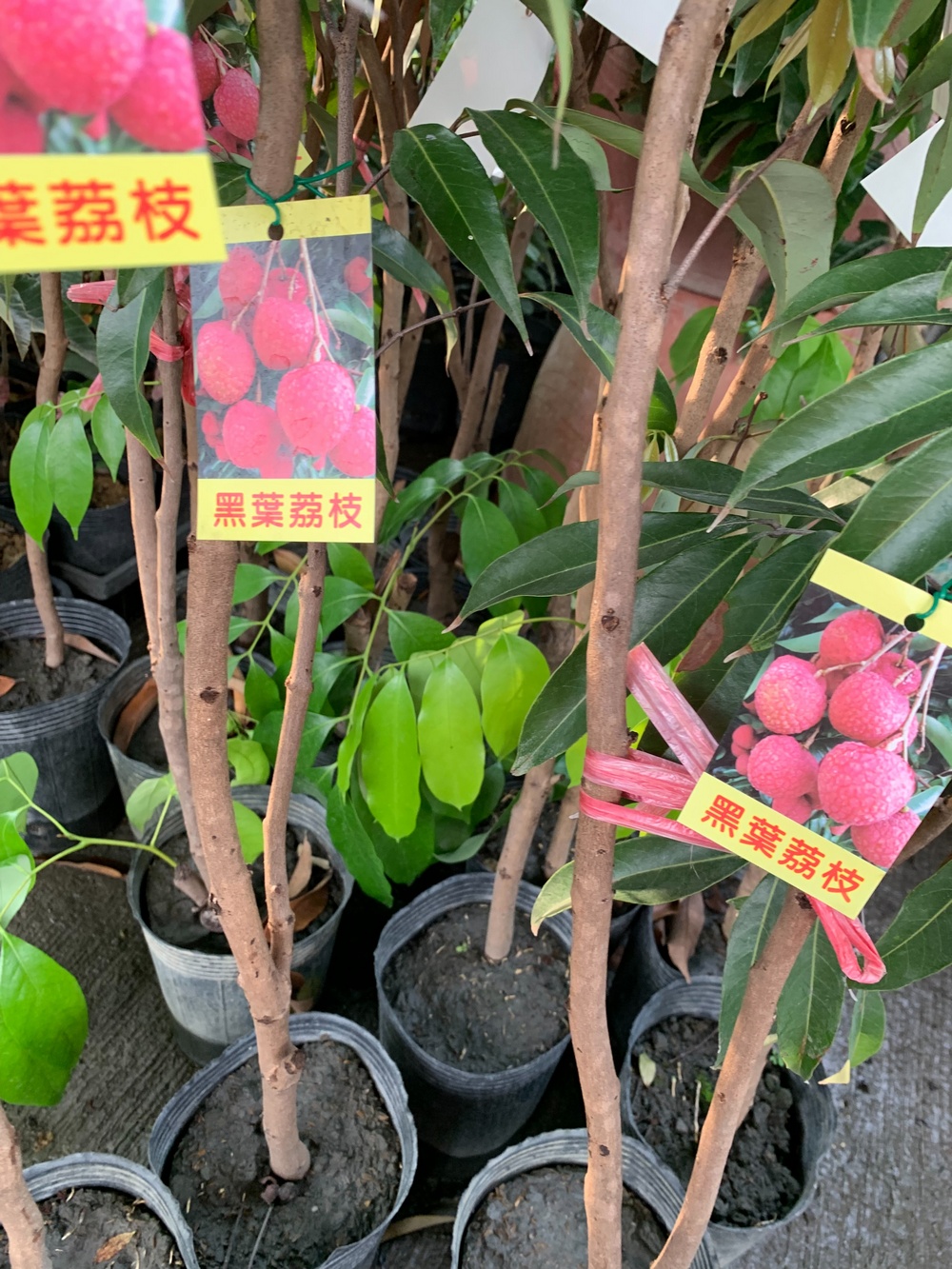 黑葉荔枝