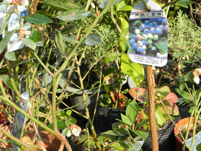 暖地小藍莓
