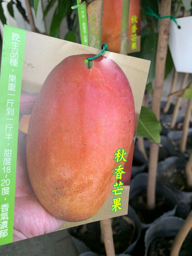 秋香芒果