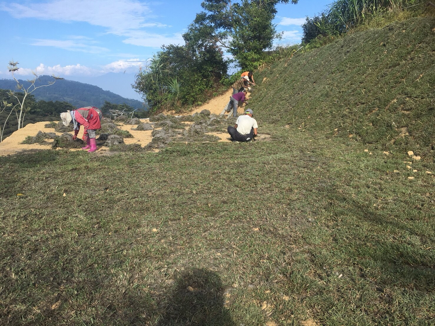 師父舗草皮施工