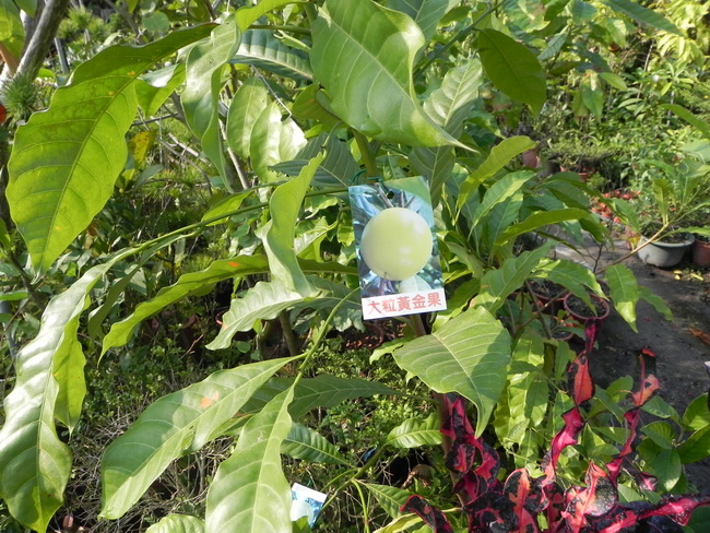 大粒黃金果