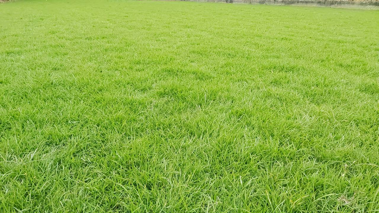 草皮種子假儉草