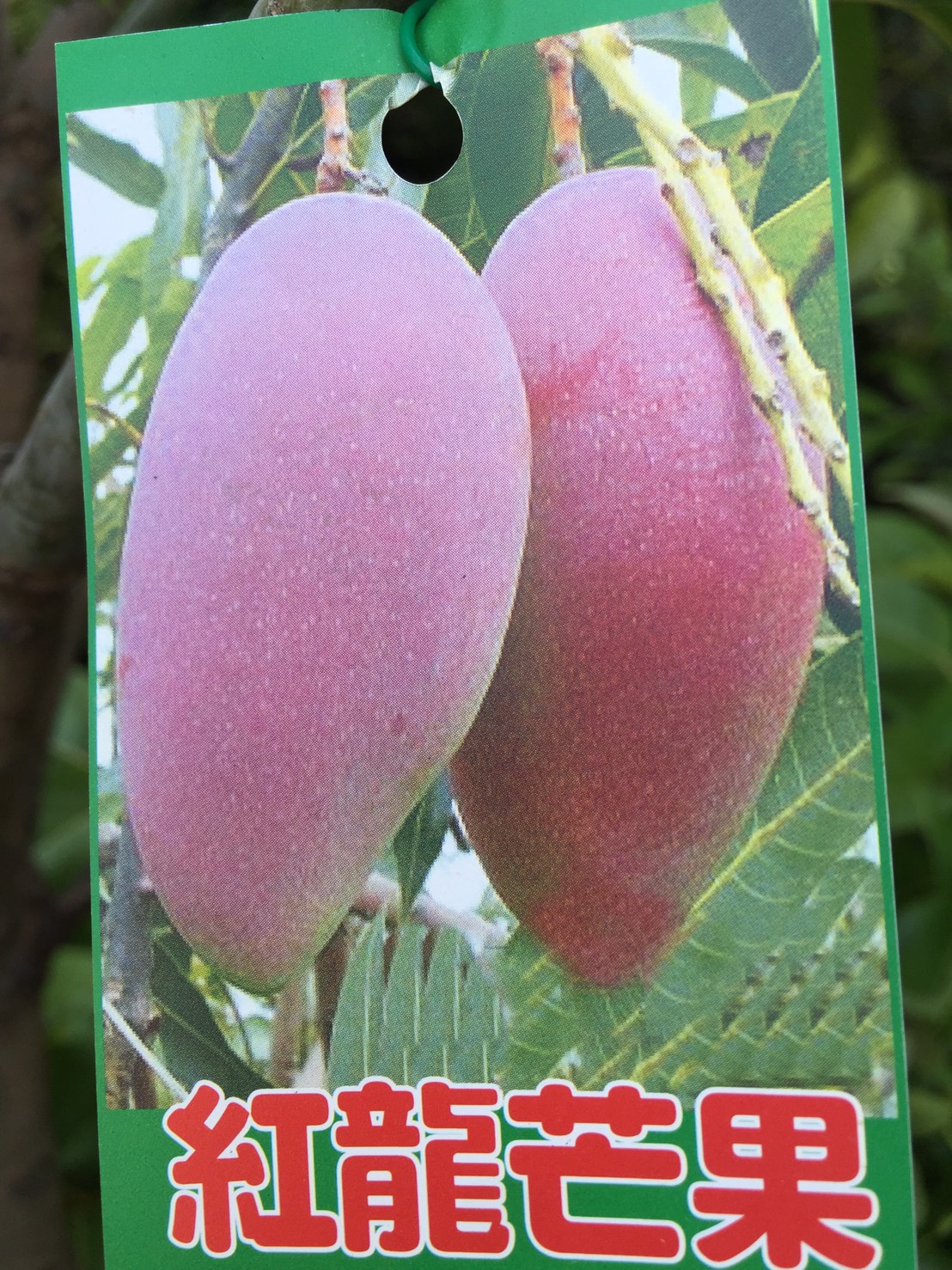 紅龍芒果
