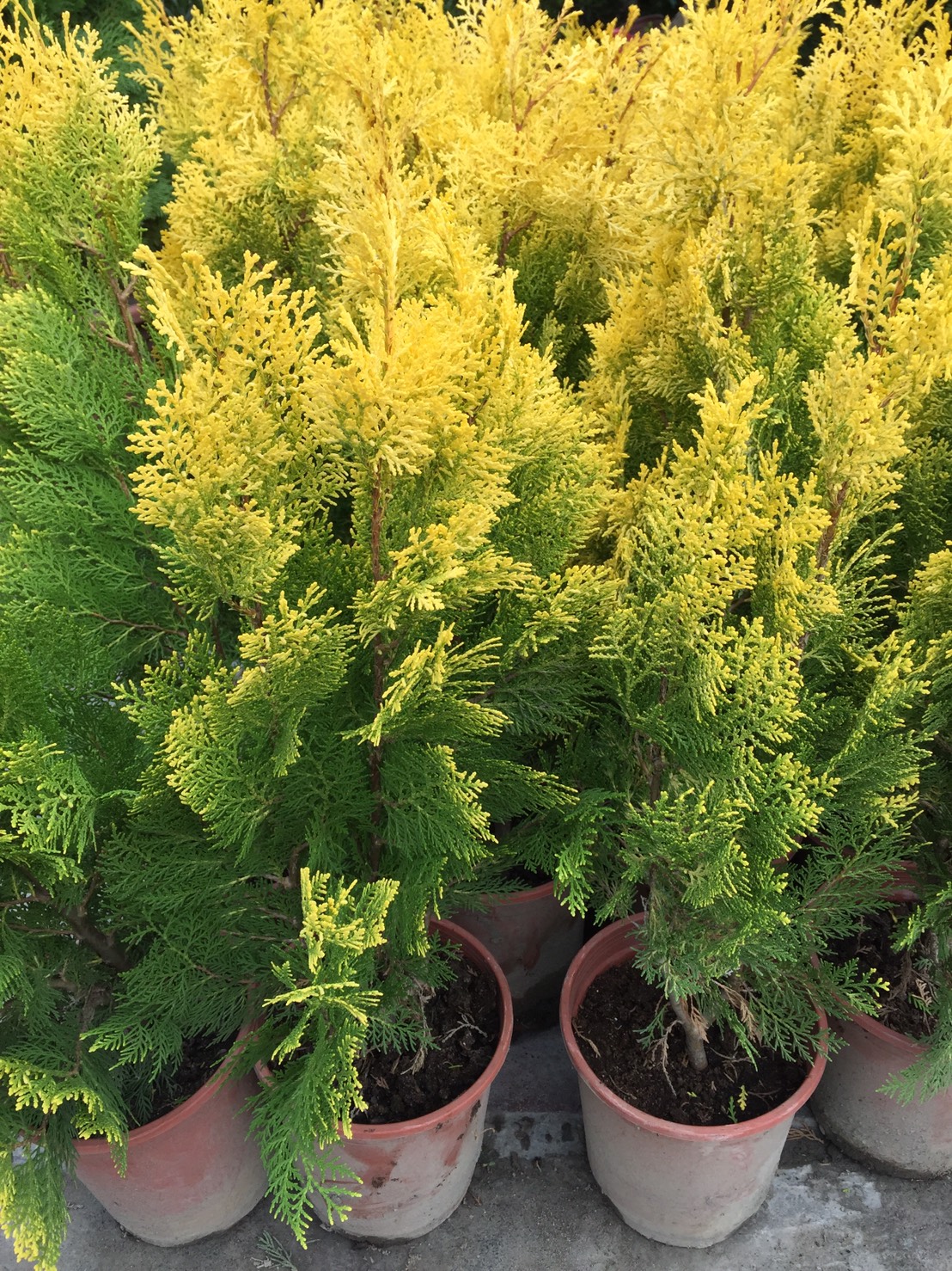 黃金側柏（黃金檜）