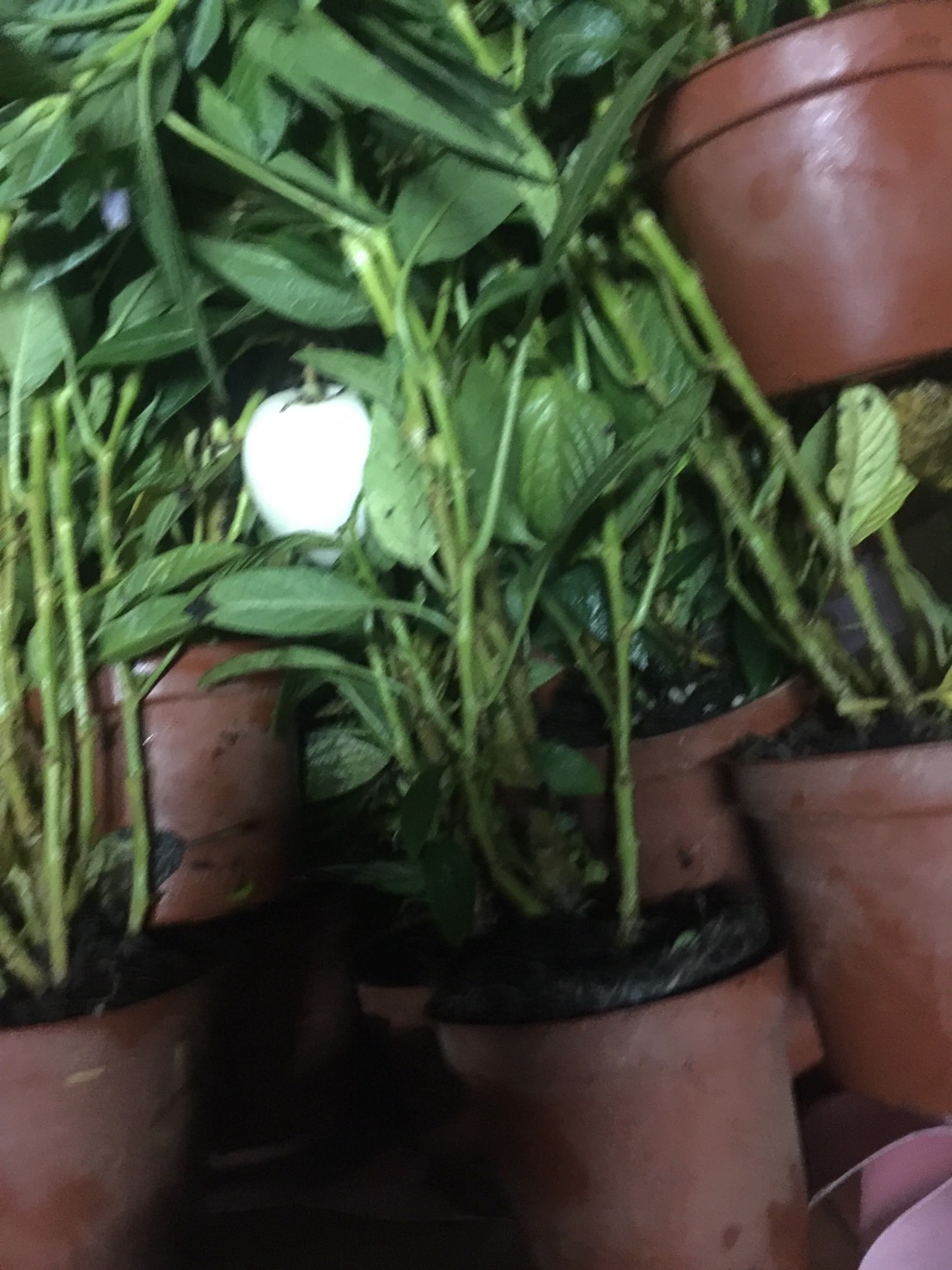 人參果，天仙果