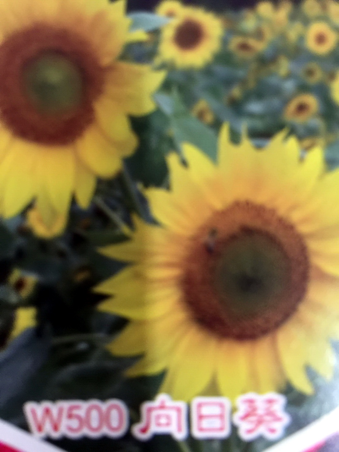 花田種子批發零售