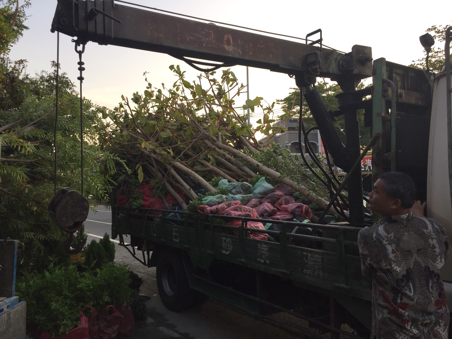 景觀樹木種植批發