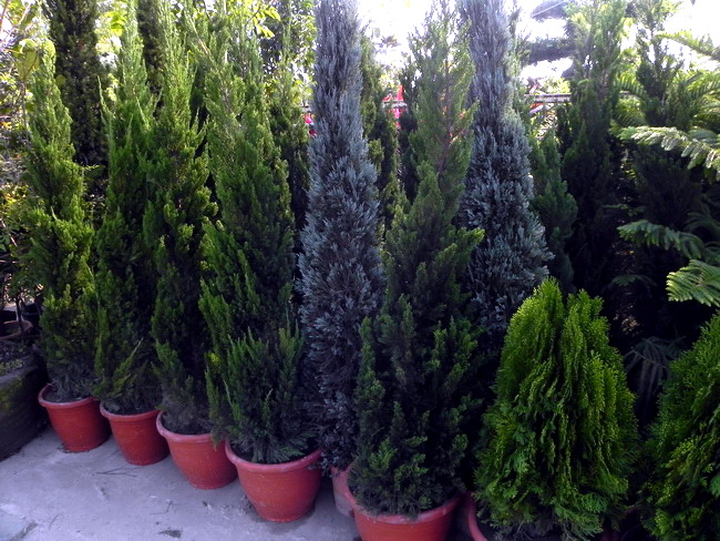 銀柏,藍柏,藍絲柏