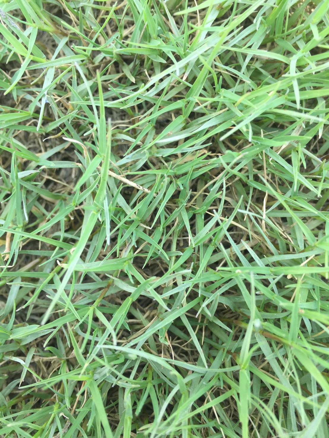 （草子）百慕達草，草皮，種子。