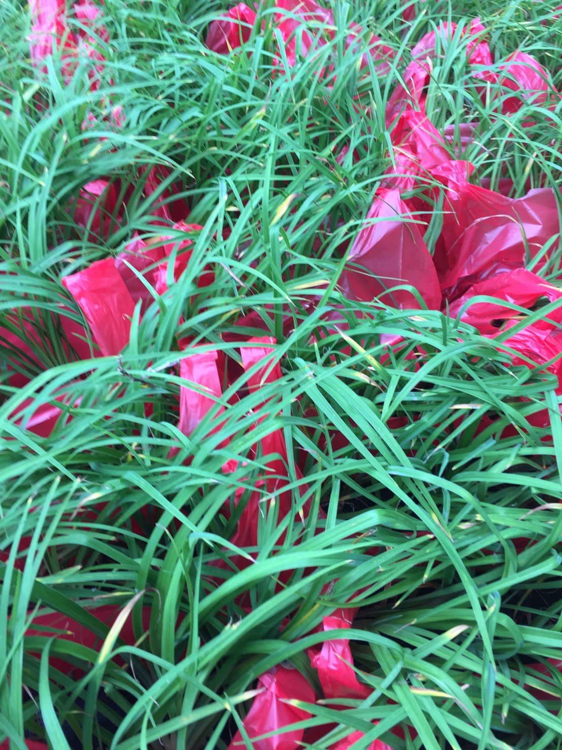 宣草（金針花）