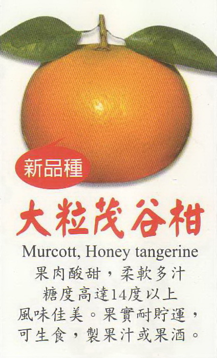 大粒茂谷柑