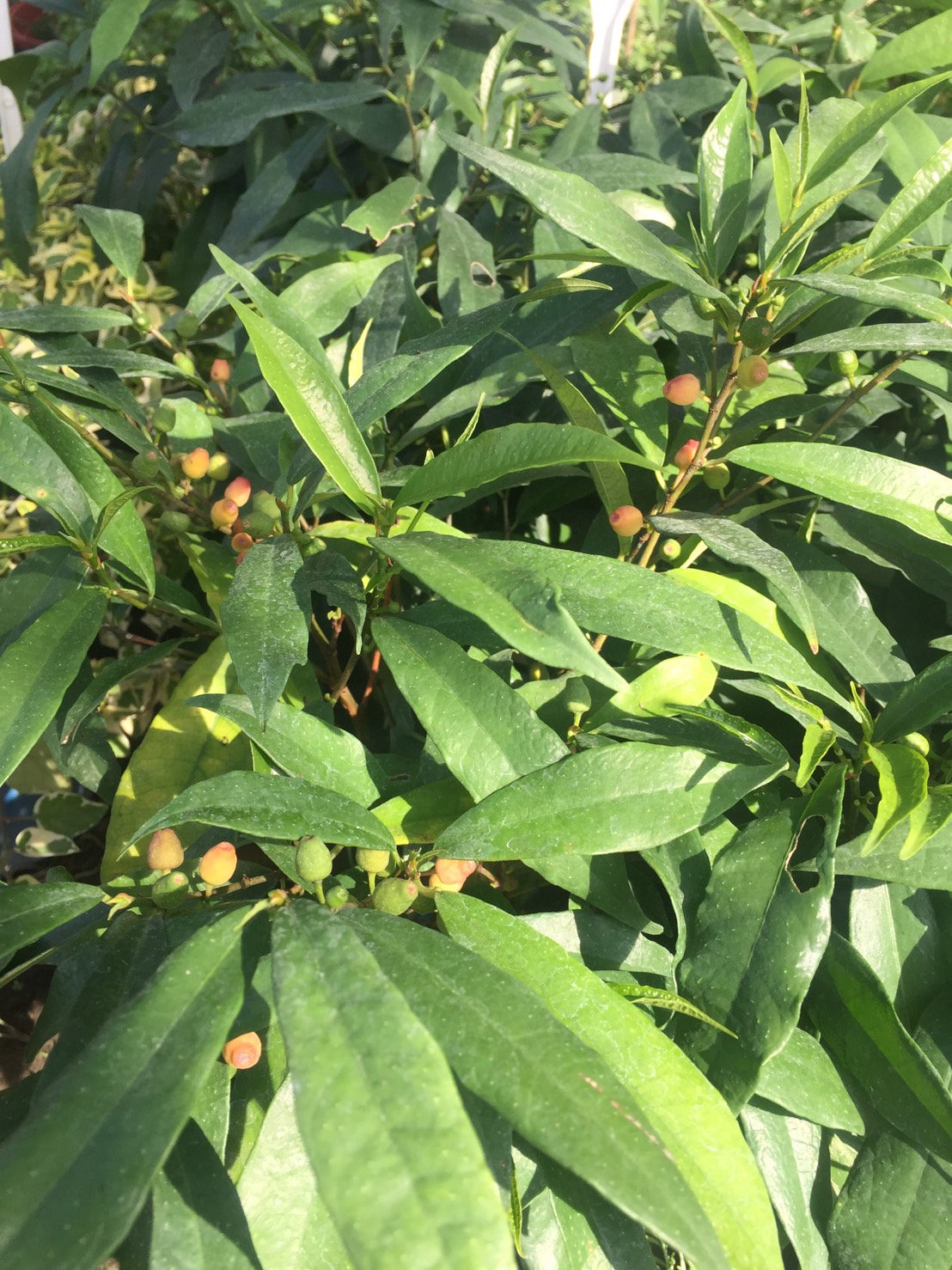 羊奶頭（天仙果）