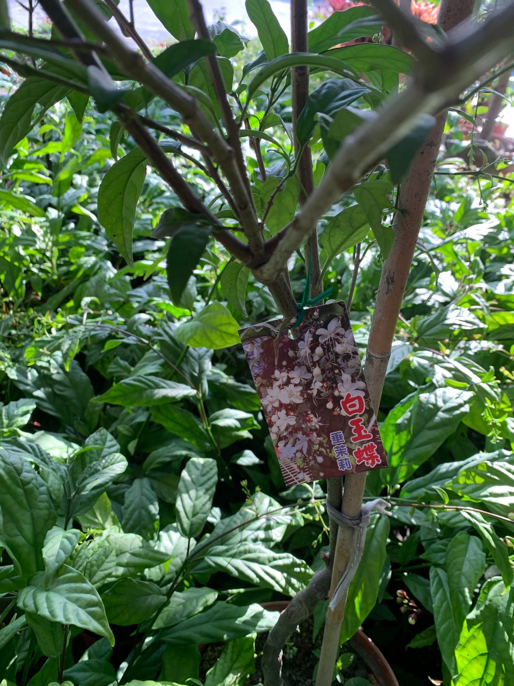 白玉蝴蝶垂枝茉莉