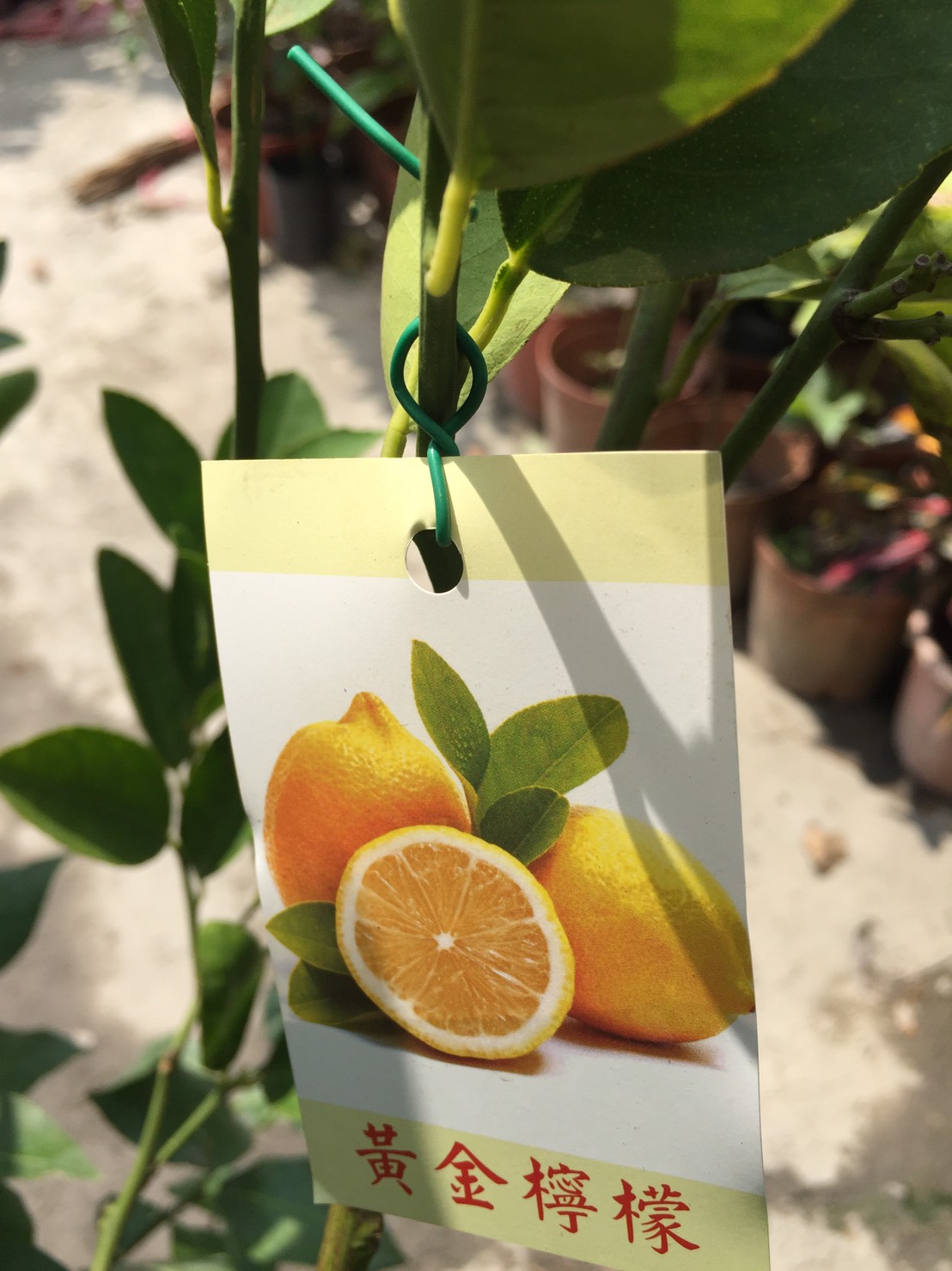 黃金檸檬