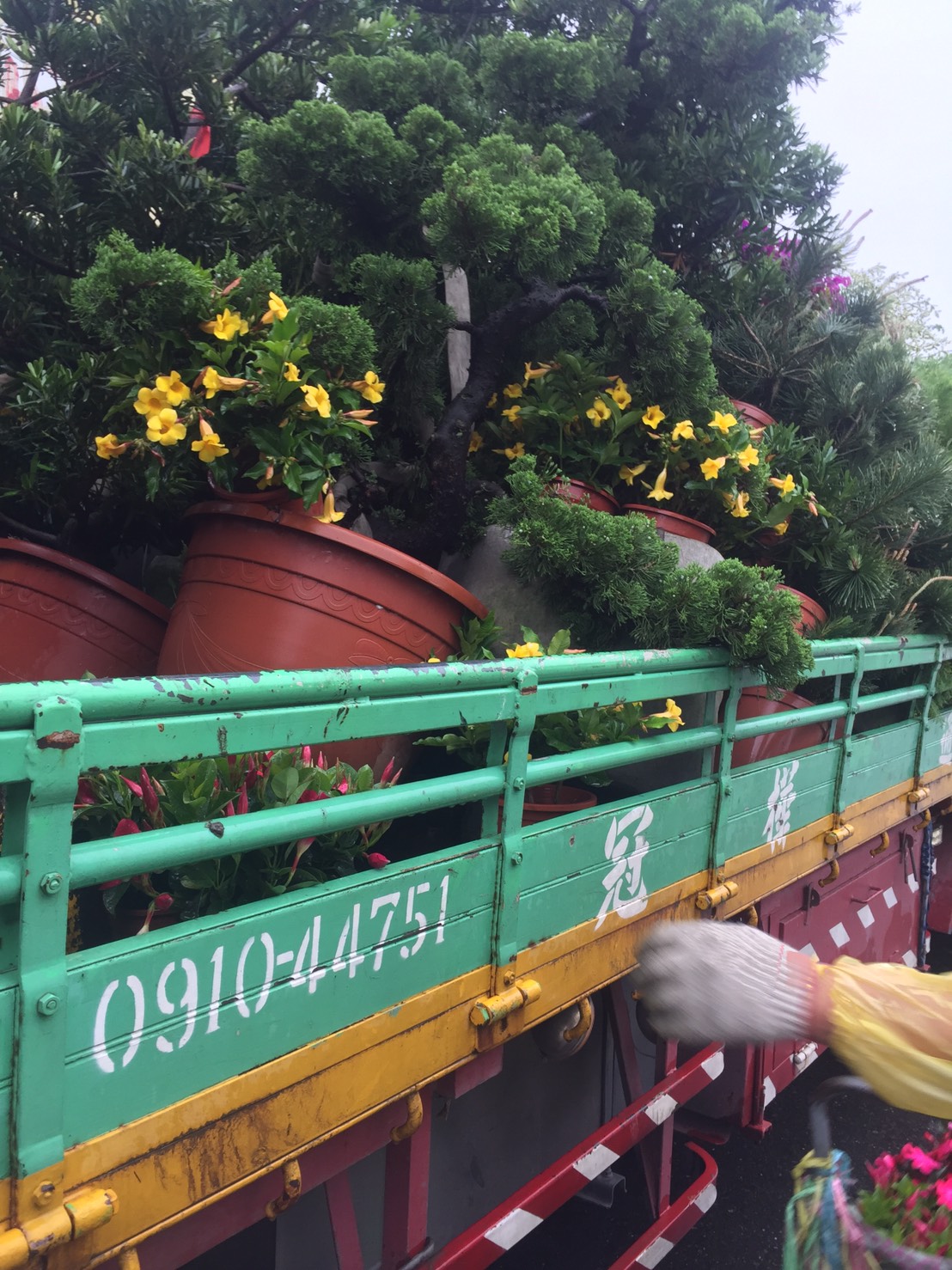 各種綠化樹木：層型真柏