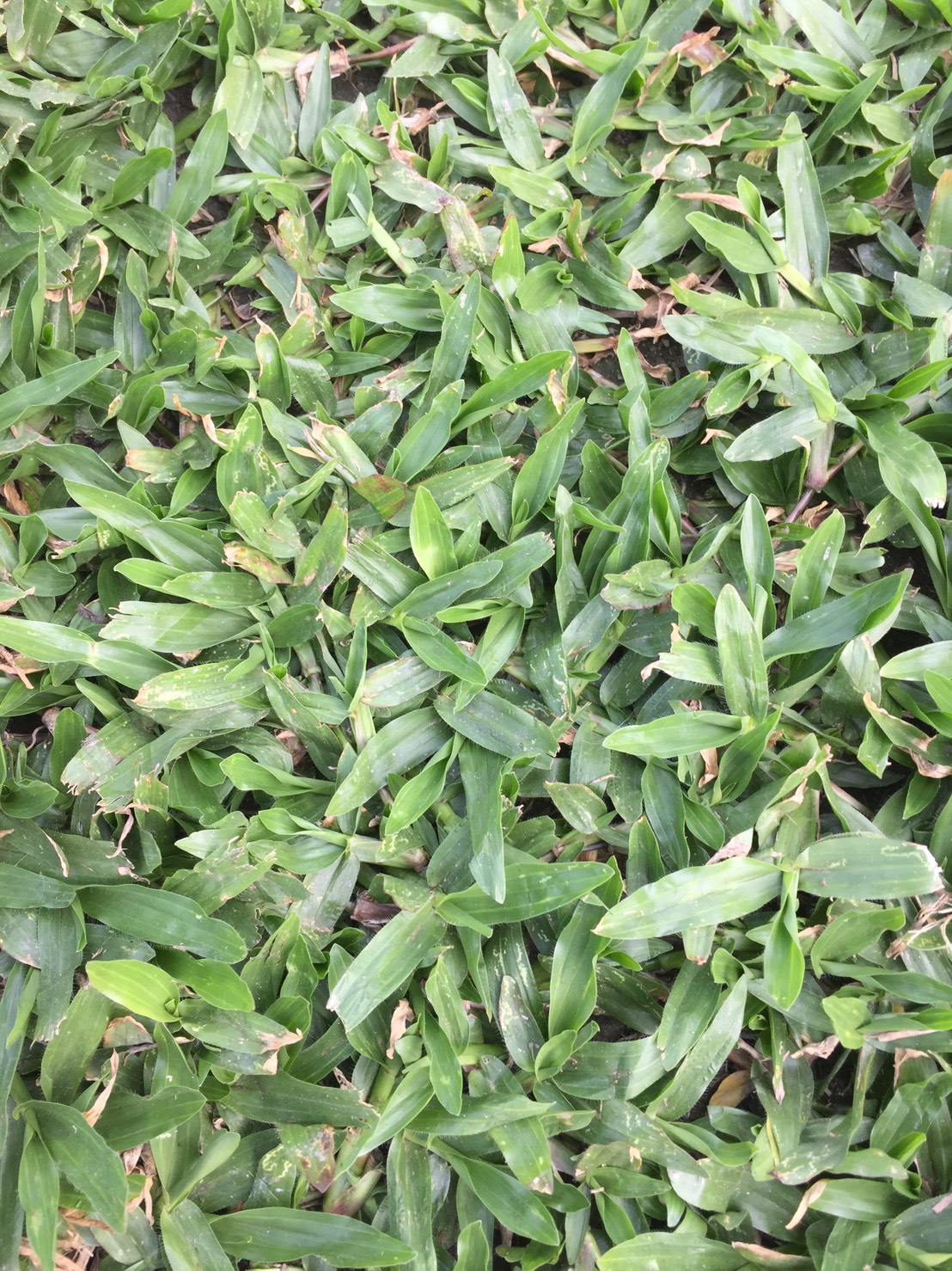 巴西地毯草，地毯草