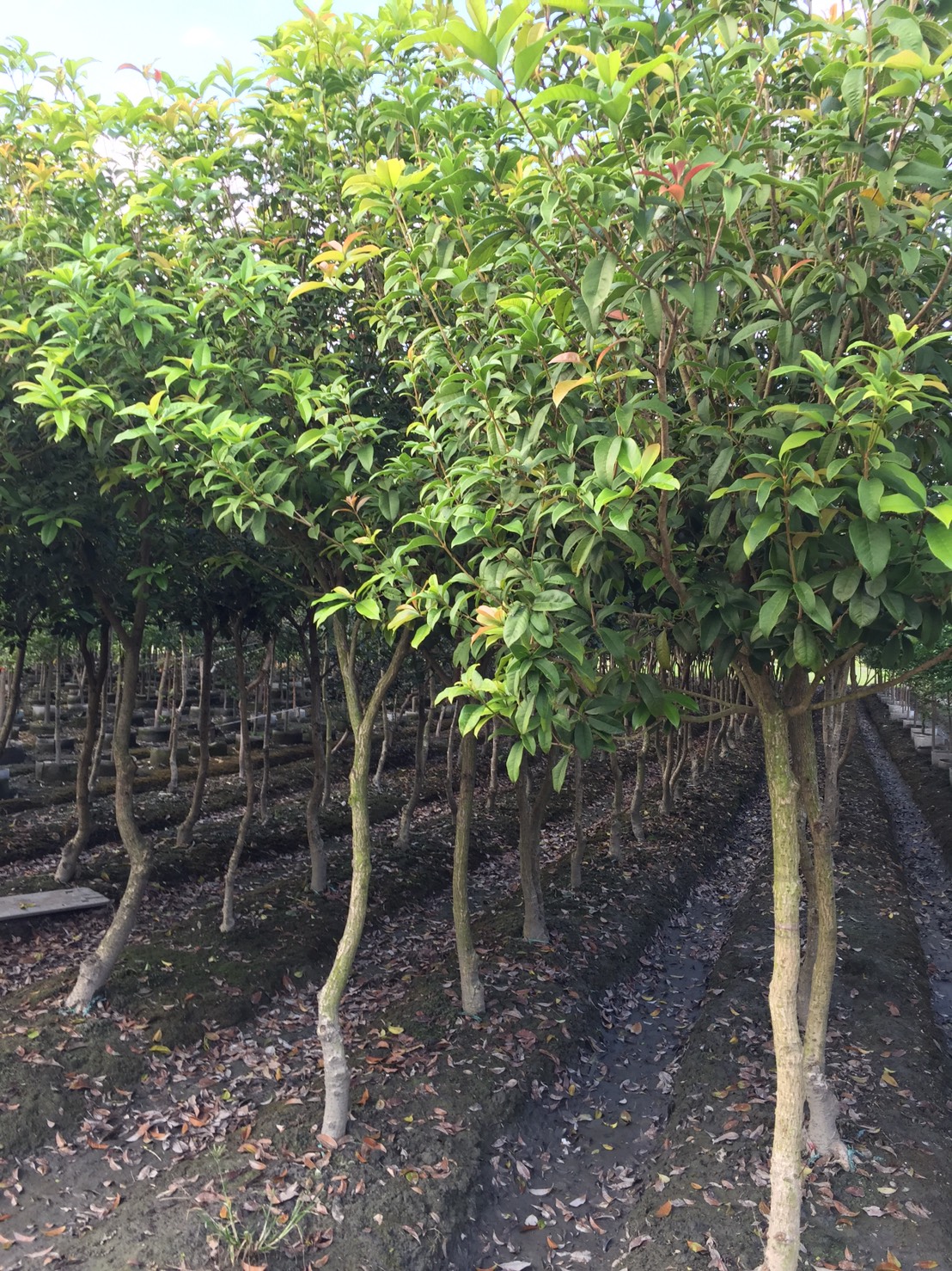 桂花樹，四季香水桂花樹