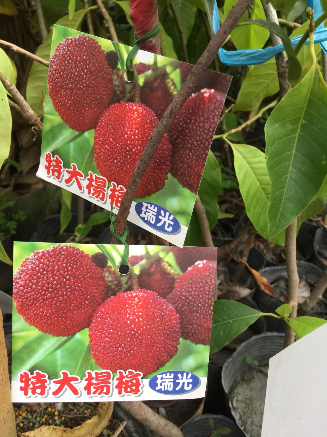 特大果甜楊梅