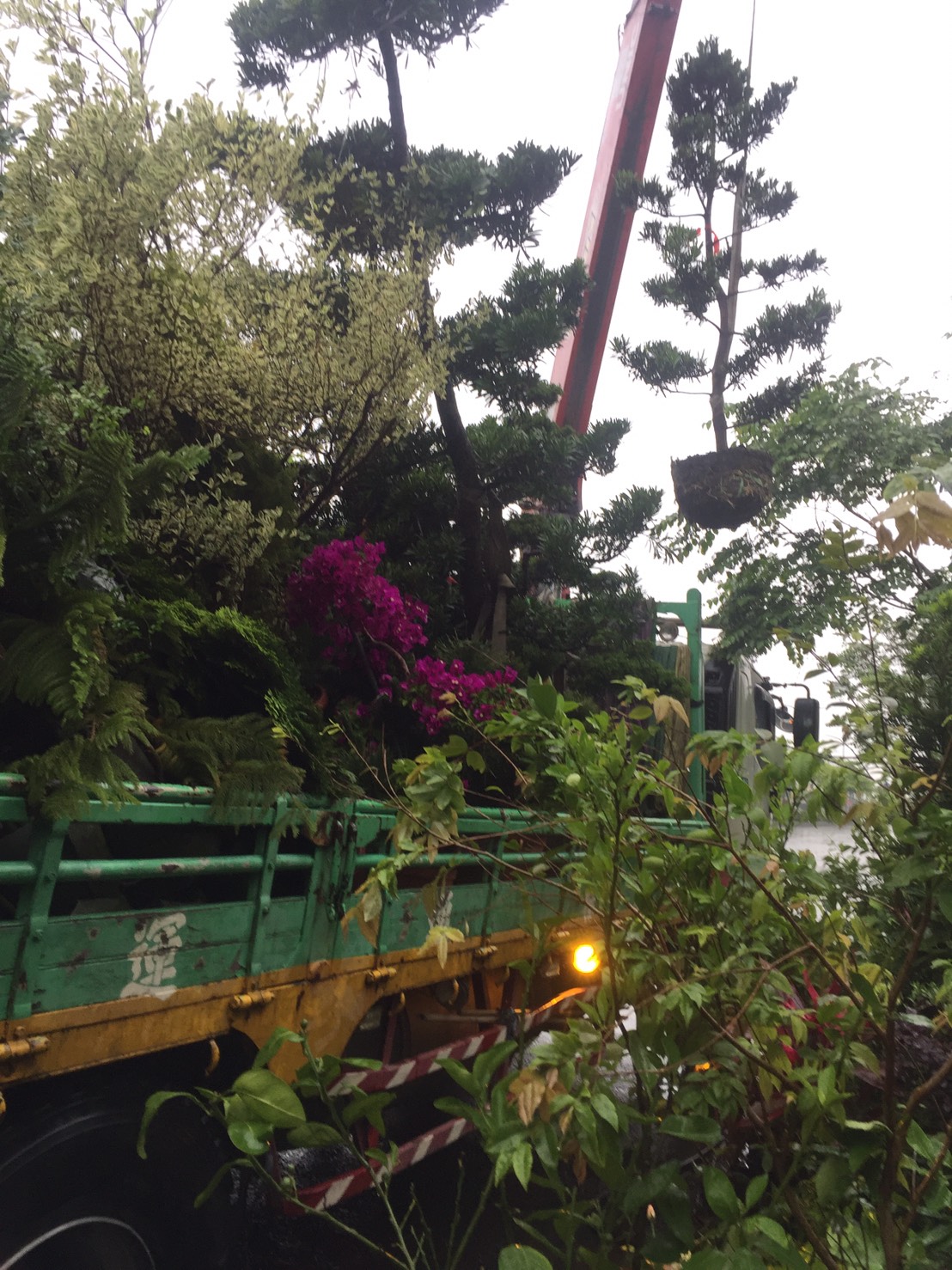 各種類綠化樹木，灌木，四季草