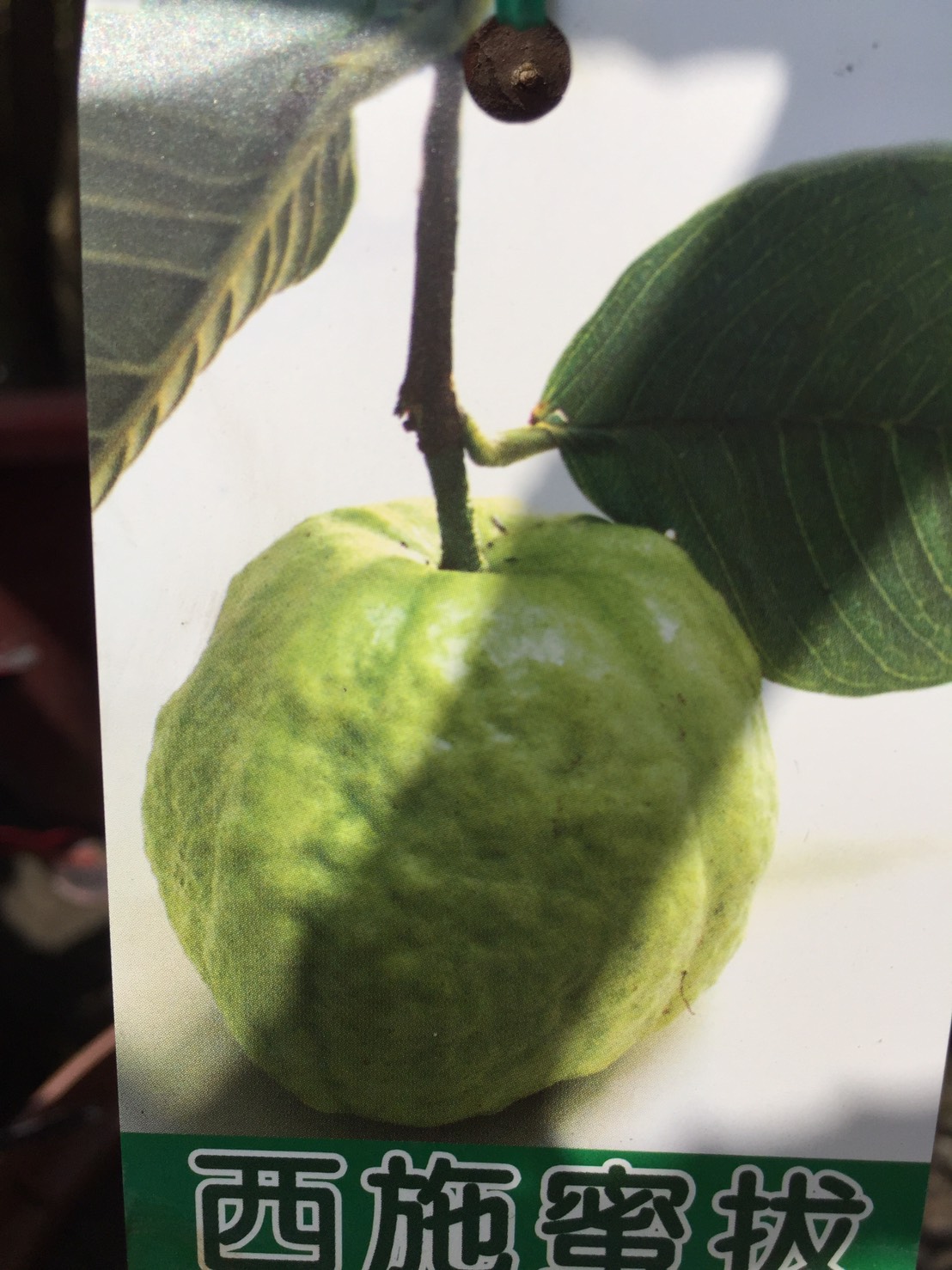 西施蜜拔（巴樂）