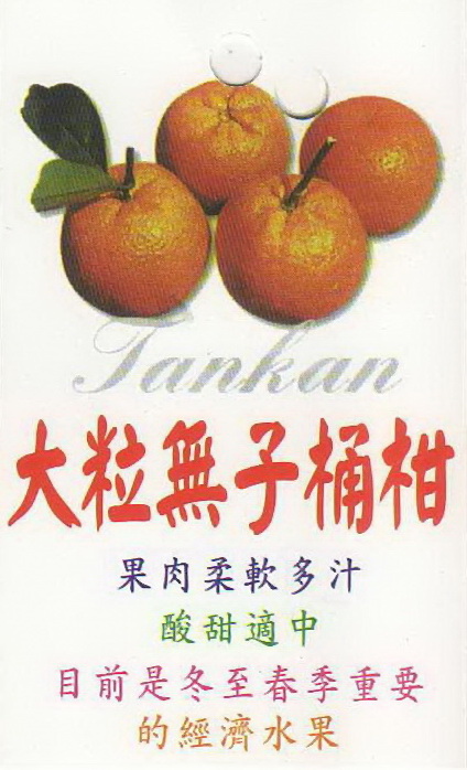 大粒無子桶柑