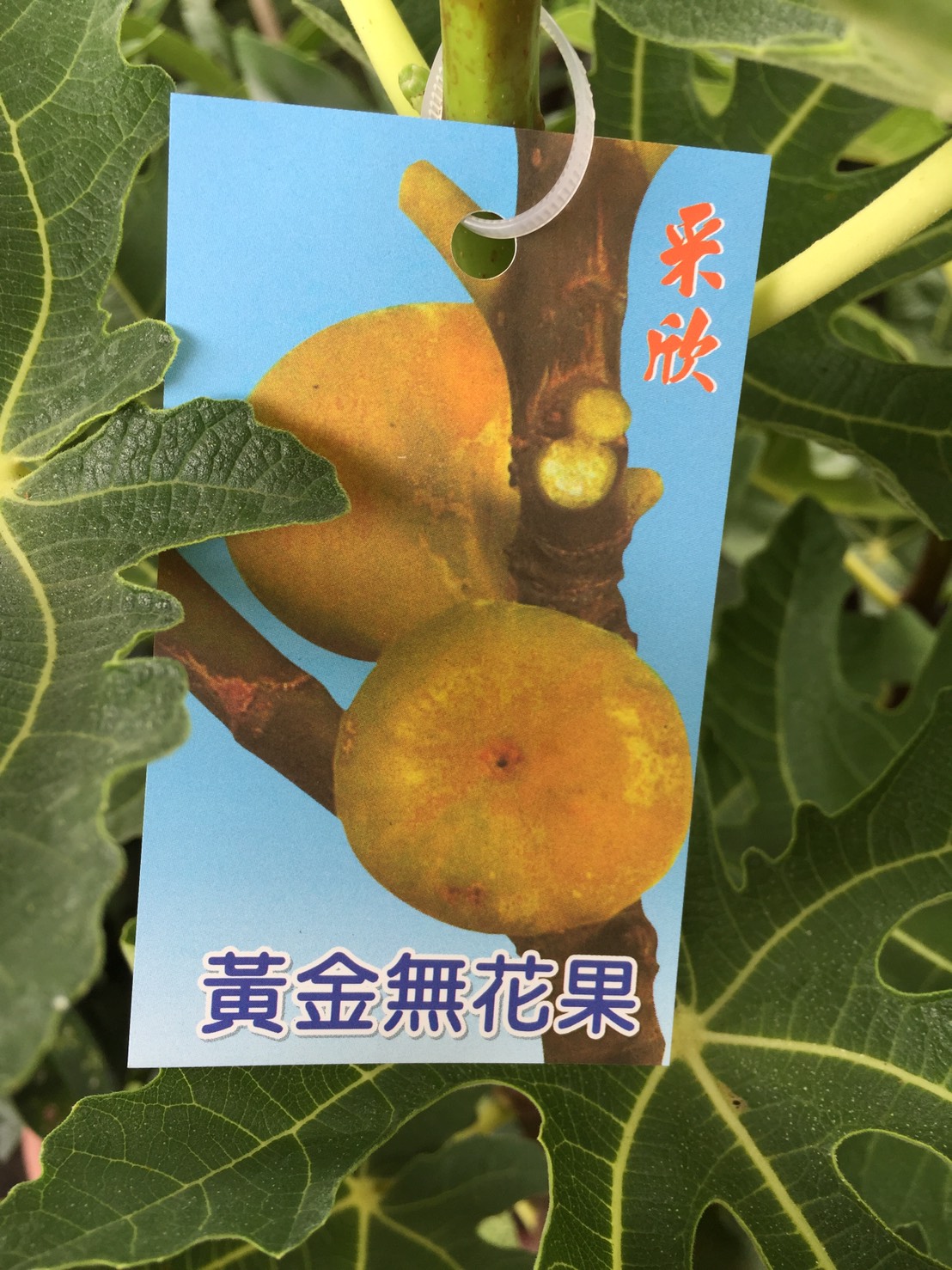 黃金無花果