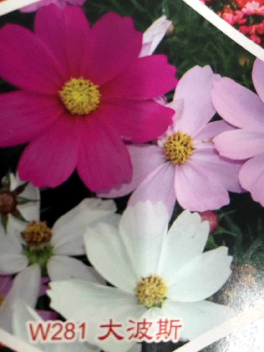 花田種子批發零售