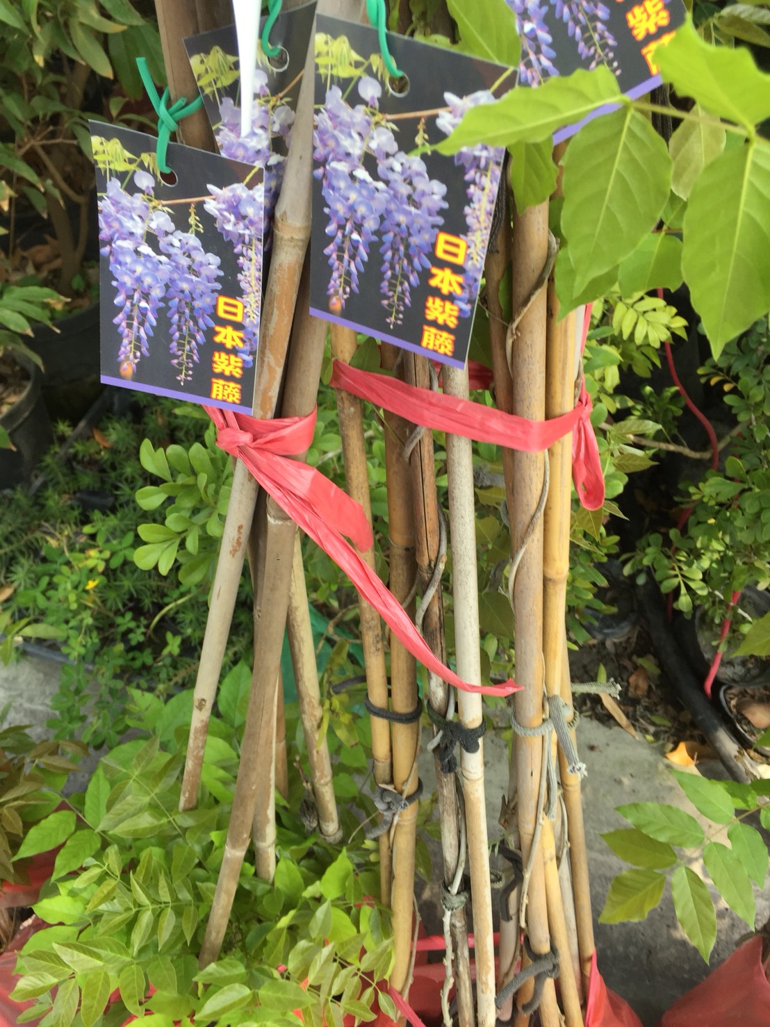 日本紫籐