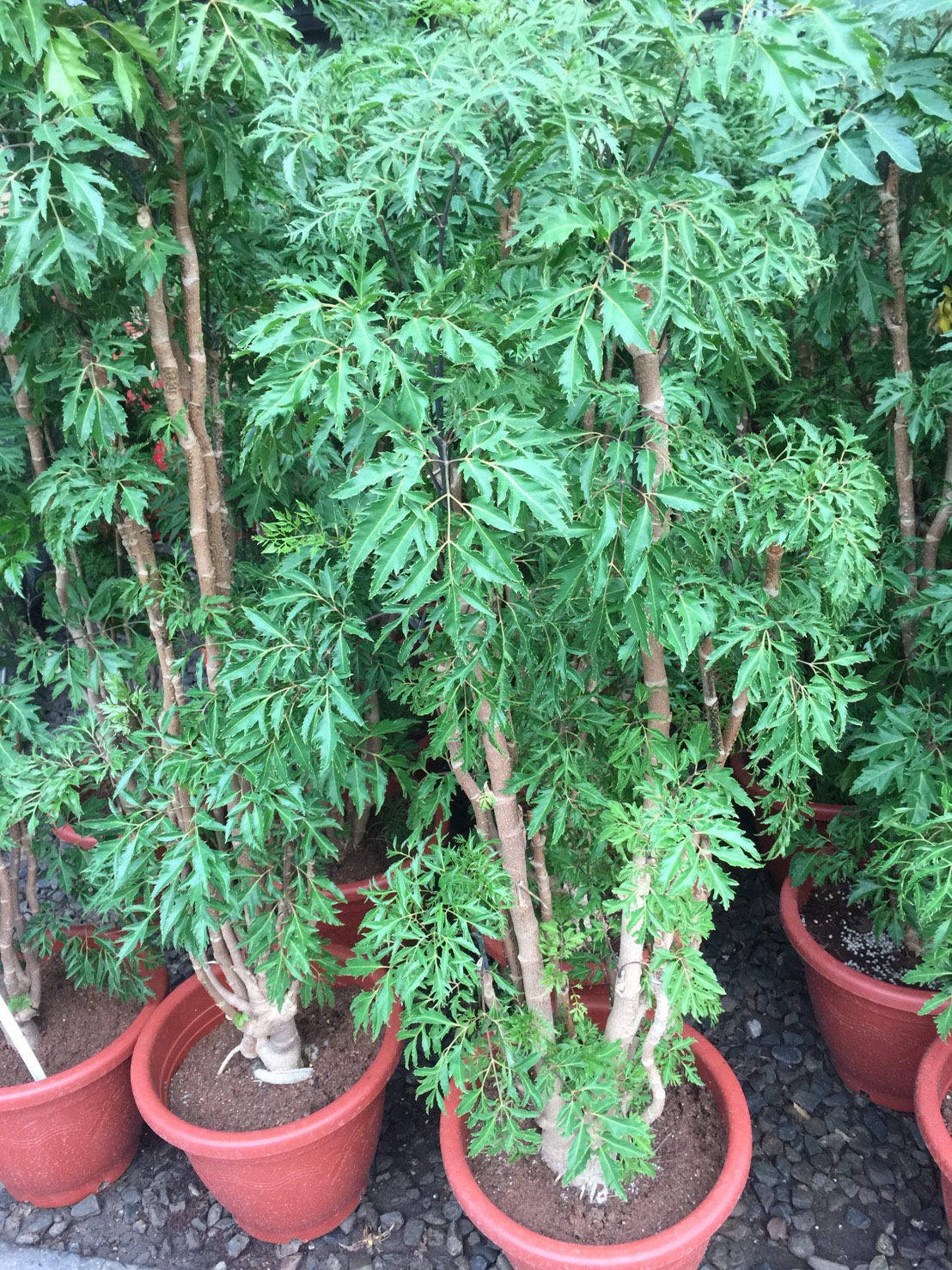 富貴樹（川七）