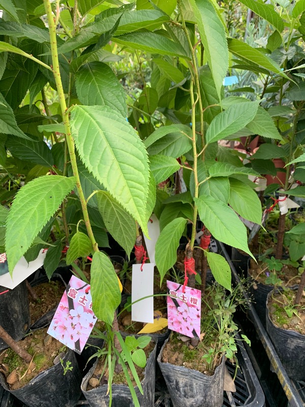 櫻花（櫻花樹，櫻花苗）