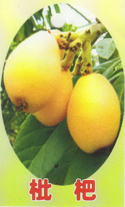 枇杷