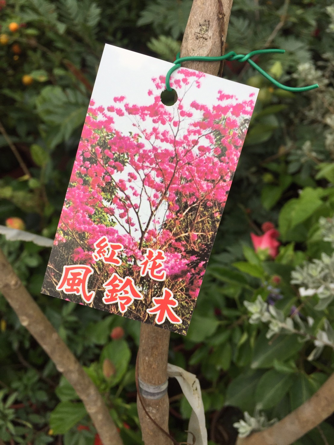 紅花風鈴木