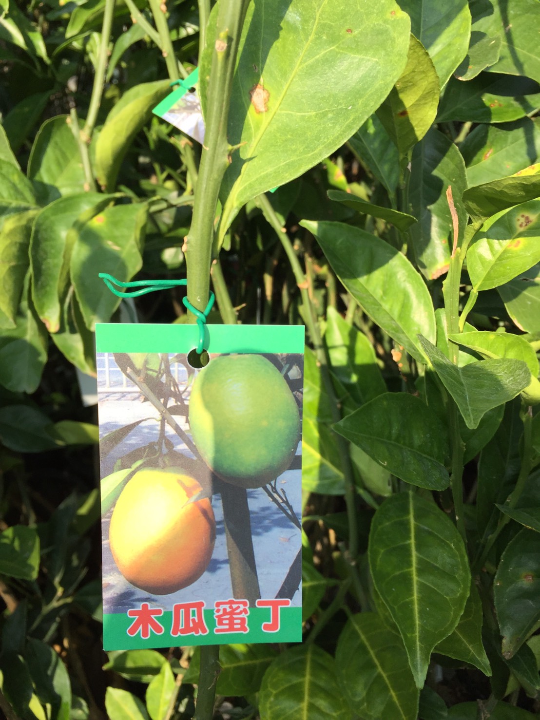 木瓜柳丁