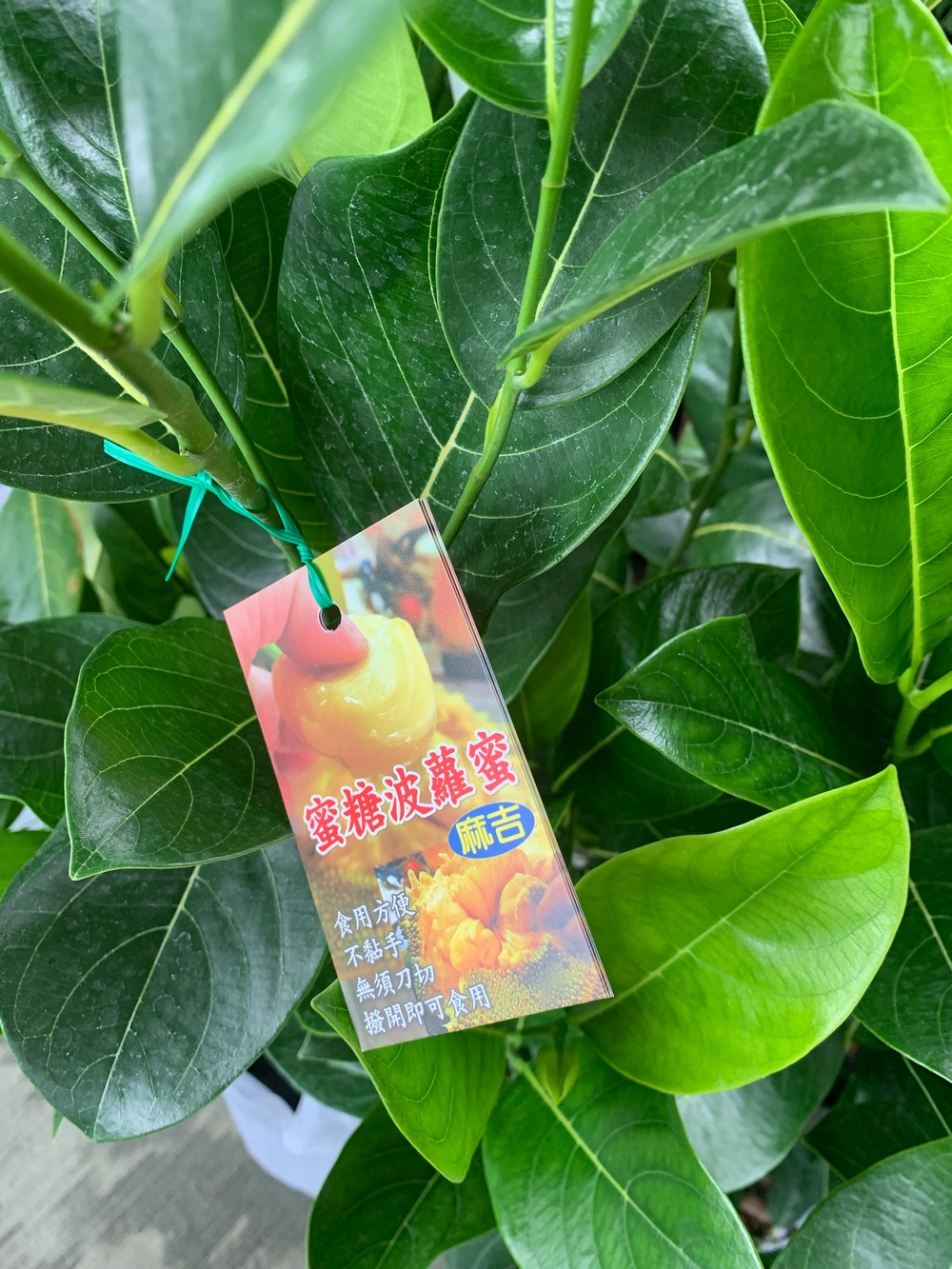 蜜糖波羅蜜，庥吉