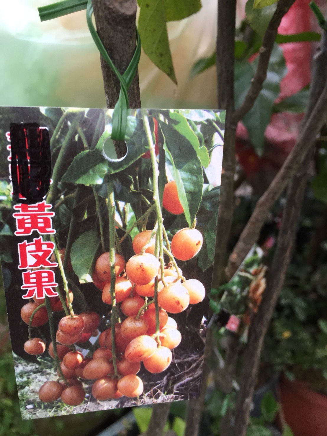黃皮果
