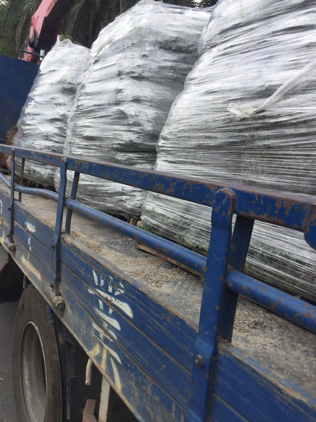 類綠化草皮，批發零售