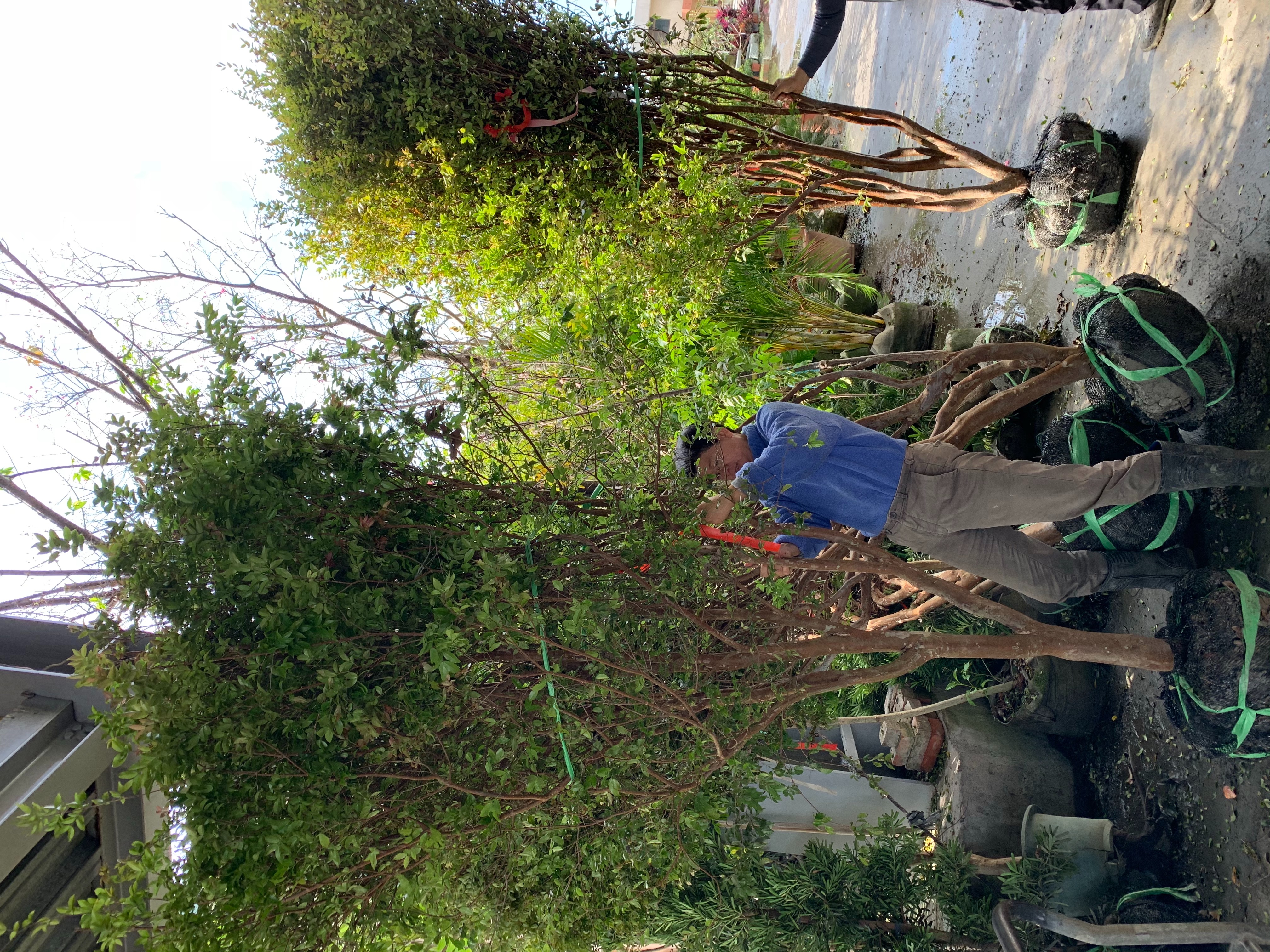 樹葡萄（嘉寶果）